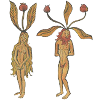 Mandrake